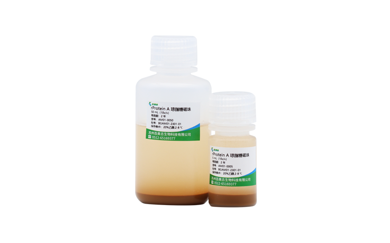 rProtein A瓊脂糖磁珠